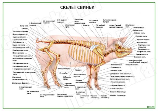 Скелет свиньи