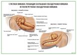 Слепая кишка лошади