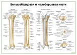 Большеберцовая и малоберцовая кости