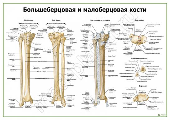 Последовательность расположения образований на большеберцовой кости