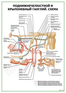 Поднижнечелюстной и крылонебный ганглий. Схема