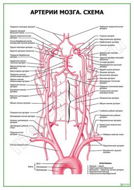 Артерии мозга. Схема
