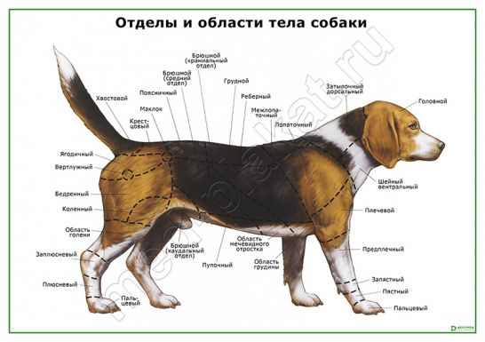 Отделы и области тела собаки