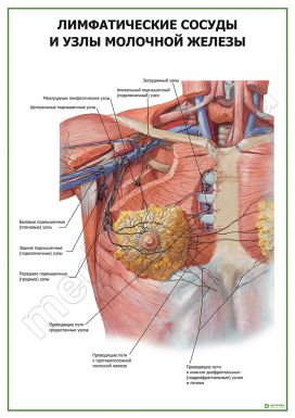Лимфатические сосуды и узлы молочной железы
