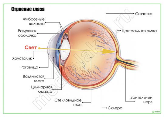 Строение глаза