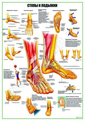Стопы и лодыжки