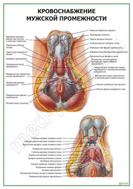 Кровоснабжение мужской промежности