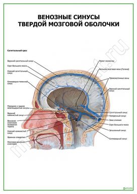Венозные синусы твердой мозговой оболочки