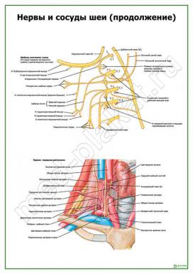Нервы и сосуды шеи (продолжение)