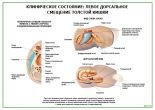 Клиническое состояние: Левое дорсальное смещение толстой кишки
