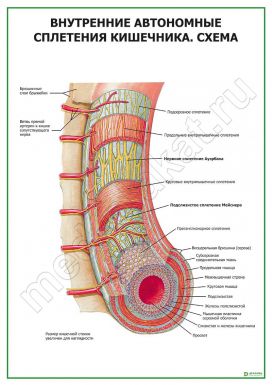 Внутренние автономные сплетения кишечника. Схема