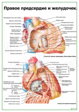 Правое предсердие и желудочек