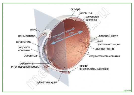 Анатомия глаза