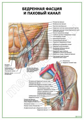 Бедренная фасция и паховый канал
