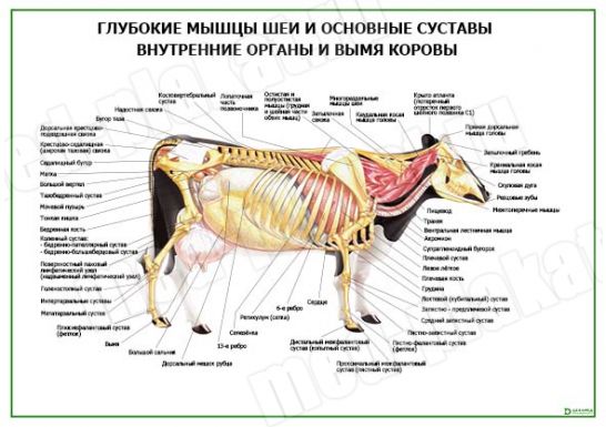 Глубокие мышцы шеи и основные суставы внутренние органы и вымя коровы
