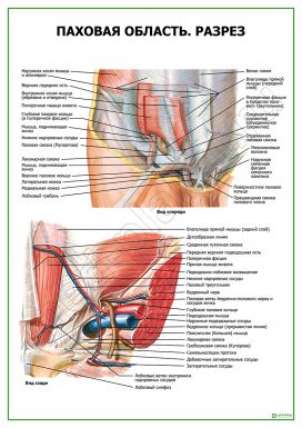 Паховая область. Разрез