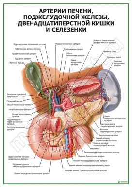 Артерии печени, селезенки, поджелудочной железы