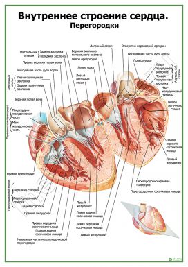 Внутреннее строение сердца. Перегородки