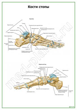 Кости стопы