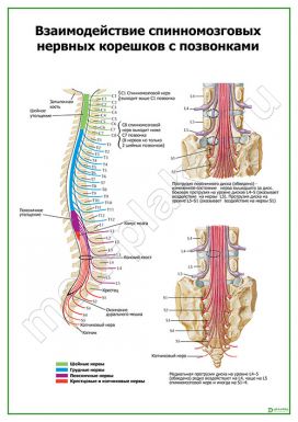 Взаимодействие спинномозговых нервных корешков с позвонками