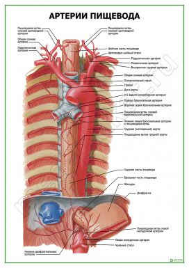 Артерии пищевода