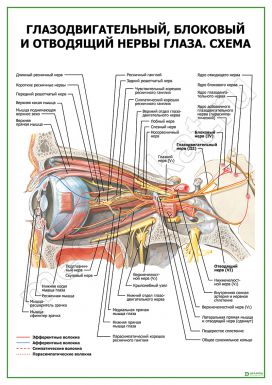 Глазодвигательный, блоковый и отводящий нервы глаза. Схема