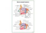 Кости носовой полости