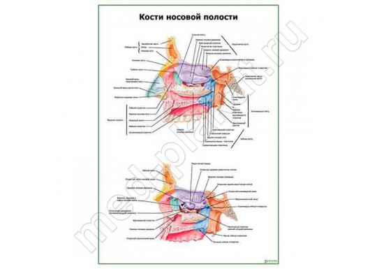 Кости носовой полости
