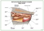 Мочеполовой аппарат кошки Вид сбоку