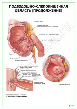 Подвздошно-слепокишечная область. Продолжение
