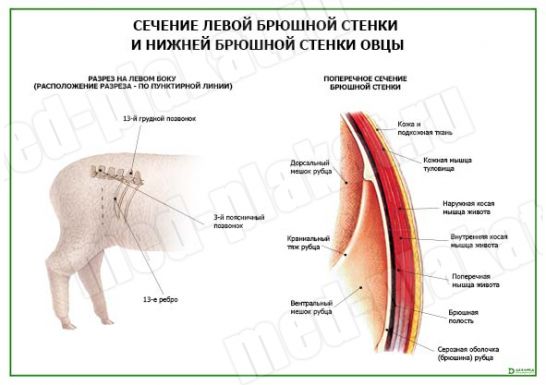 Сечение левой брюшной стенки овцы