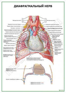 Диафрагмальный нерв