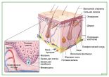 Строение кожи