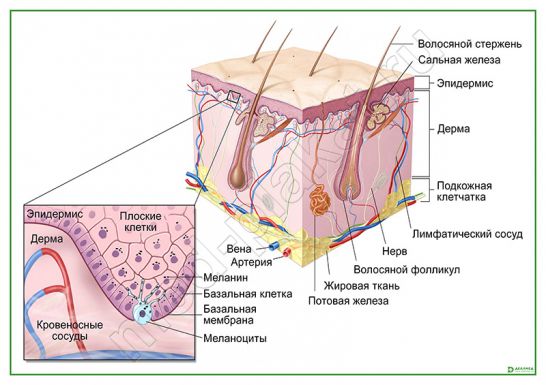Строение кожи