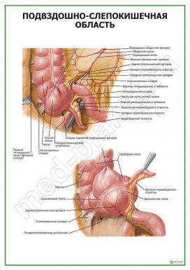 Подвздошно-слепокишечная область