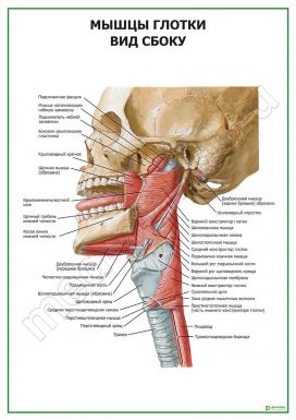 Мышцы глотки. Вид сбоку