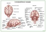 Головной мозг кошки