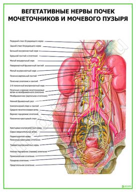 Вегетативные нервы почек мочеточников и мочевого пузыря