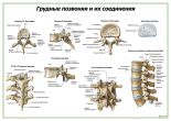 Грудные позвонки и их соединения