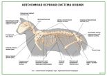 Автономная нервная система кошки