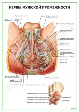 Нервы мужской промежности