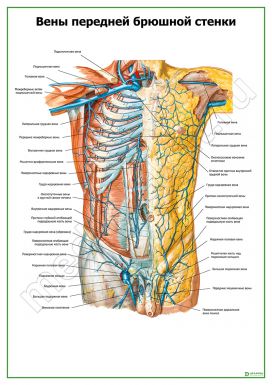 Вены передней брюшной стенки