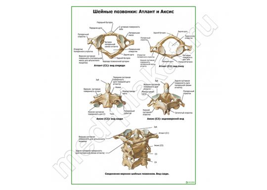 Шейные позвонки