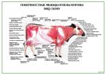 Поверхностные мышцы и вены коровы