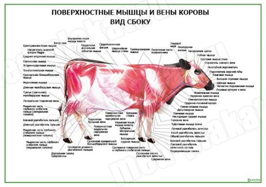 Поверхностные мышцы и вены коровы