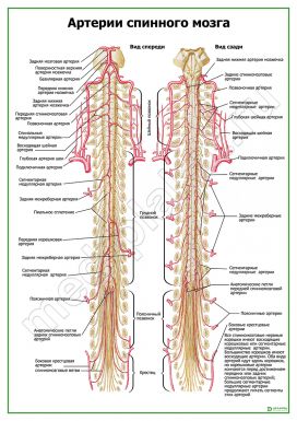 Артерии спинного мозга