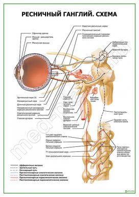 Ресничный ганглий. Схема