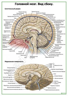Головной мозг. Вид сбоку