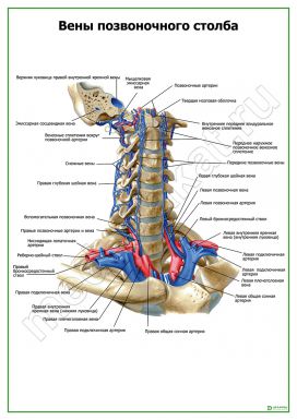 Вены позвоночного столба