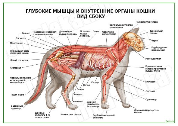 Мышечная система млекопитающих